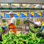 personal para envasado de fruta