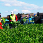se necesita personal para sector agricola